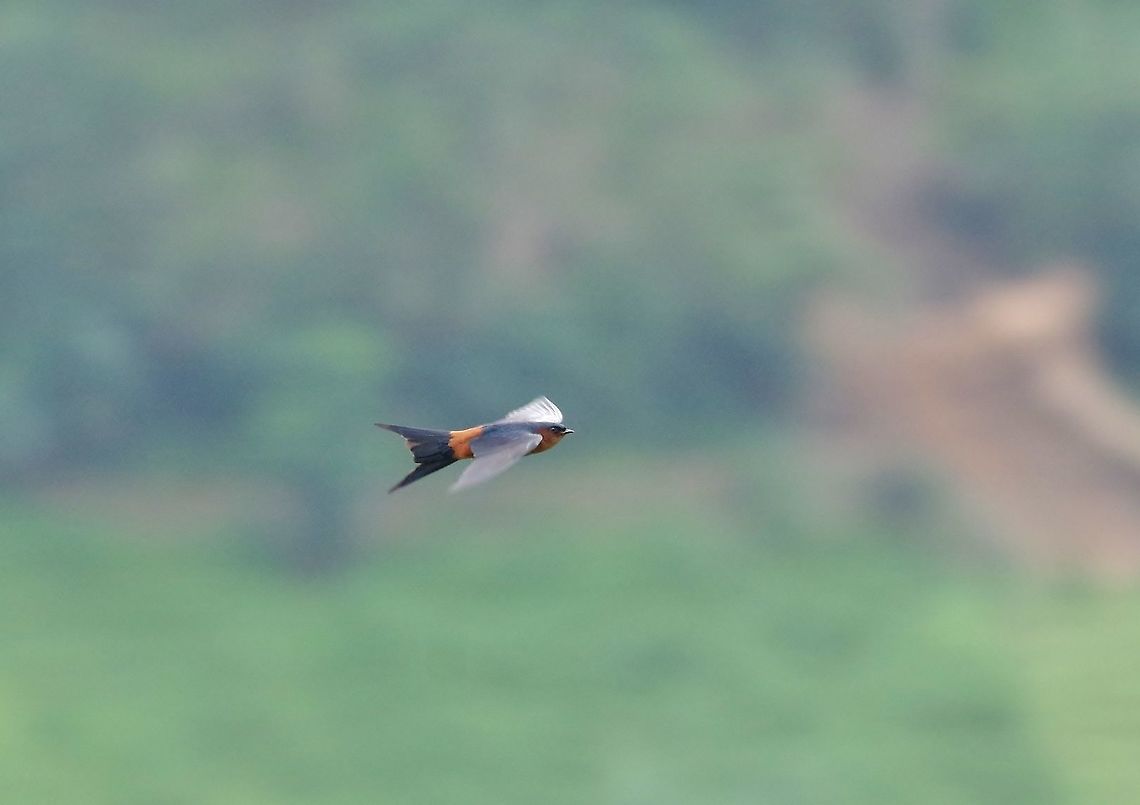 Hill swallow (Hirundo domicola) Ella, Sri Lanka. Jan 17, 2015. Geotagged,Hill swallow,Hirundo domicola,Sri Lanka,Winter