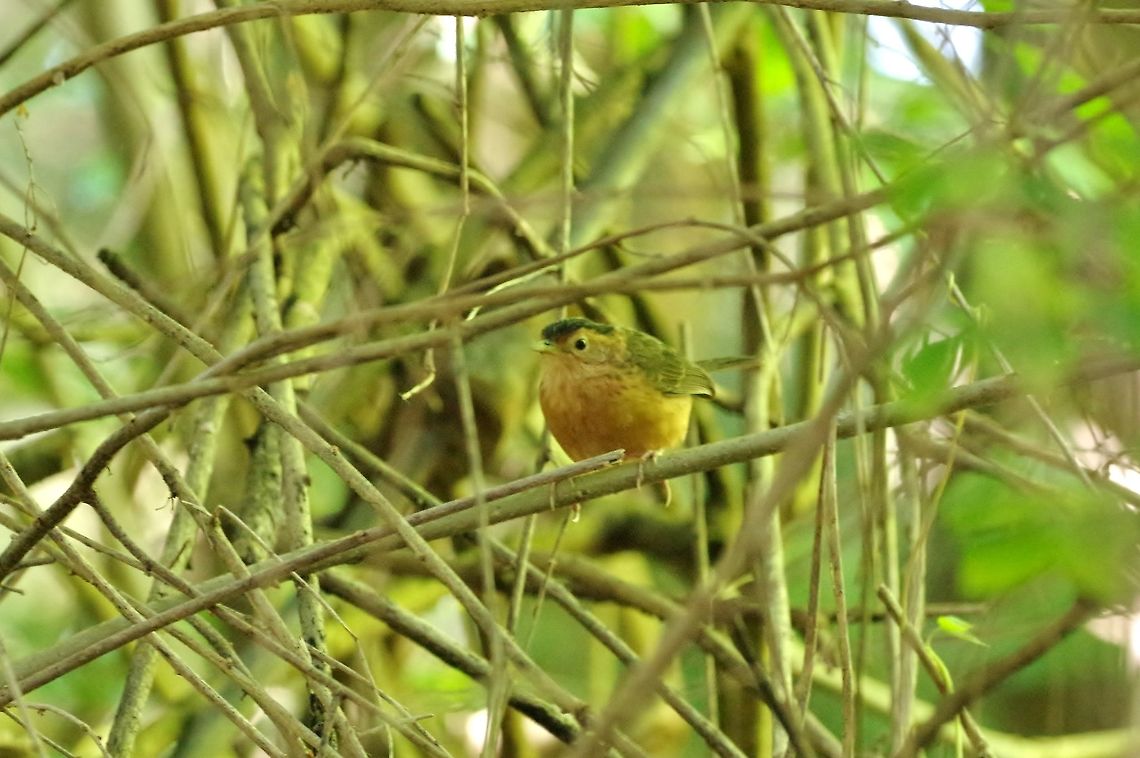 Brown-capped babbler (Pellorneum fuscocapillus) Surrey Lodge, Welimada, Sri Lanka. Jan 19, 2015. Brown-capped babbler,Geotagged,Pellorneum fuscocapillus,Sri Lanka,Winter
