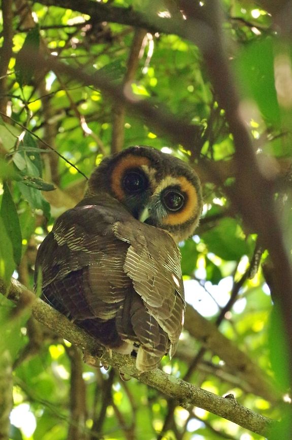 Brown Wood Owl (Strix leptogrammica) Surrey Lodge, Welimada, Sri Lanka. Jan 19, 2015. Brown Wood Owl,Geotagged,Sri Lanka,Strix leptogrammica,Winter