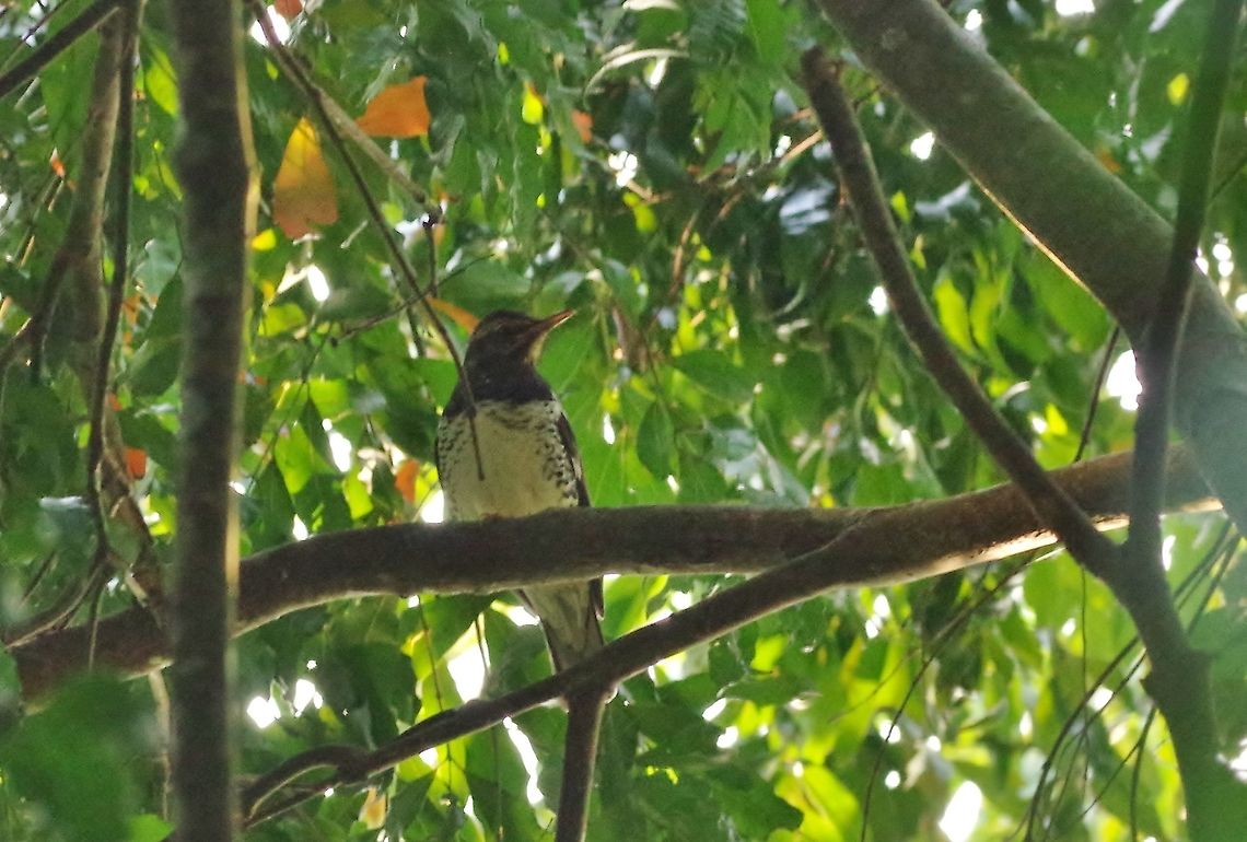 Pied thrush (Geokichla wardii) Victoria Park, Nuwara Eliya, Sri Lanka. Jan 19, 2015. Geokichla wardii,Geotagged,Pied thrush,Sri Lanka,Winter