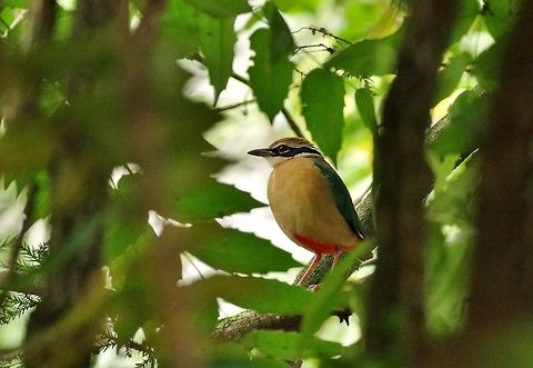Indian pitta (Pitta brachyura) Victoria Park, Nuwara Eliya, Sri Lanka. Jan 19, 2015. Geotagged,Indian pitta,Pitta brachyura,Sri Lanka,Winter
