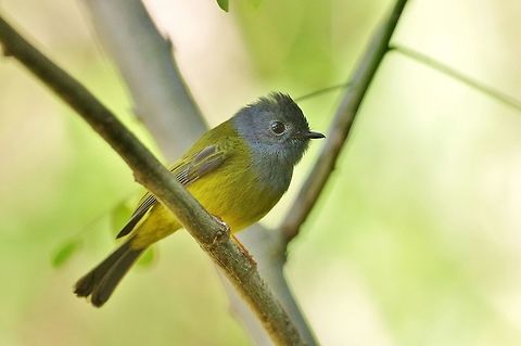 Grey-headed canary-flycatcher (Culicicapa ceylonensis) Hakgala Botanical Gardens, Sri Lanka. Jan 20, 2015. Culicicapa ceylonensis,Geotagged,Grey-headed canary-flycatcher,Sri Lanka,Winter