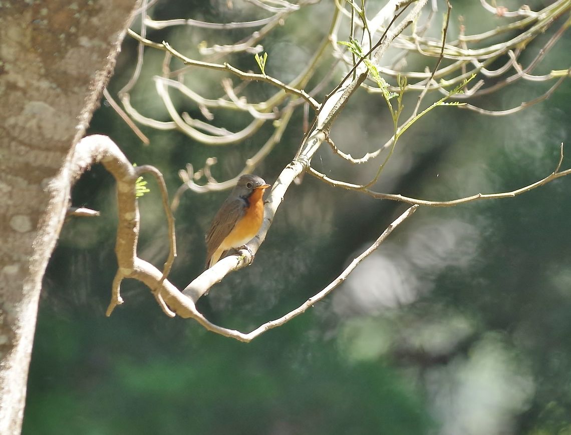Kashmir flycatcher (Ficedula subrubra) Hakgala Botanical Gardens, Sri Lanka. Jan 20, 2015. Ficedula subrubra,Geotagged,Kashmir flycatcher,Sri Lanka,Winter