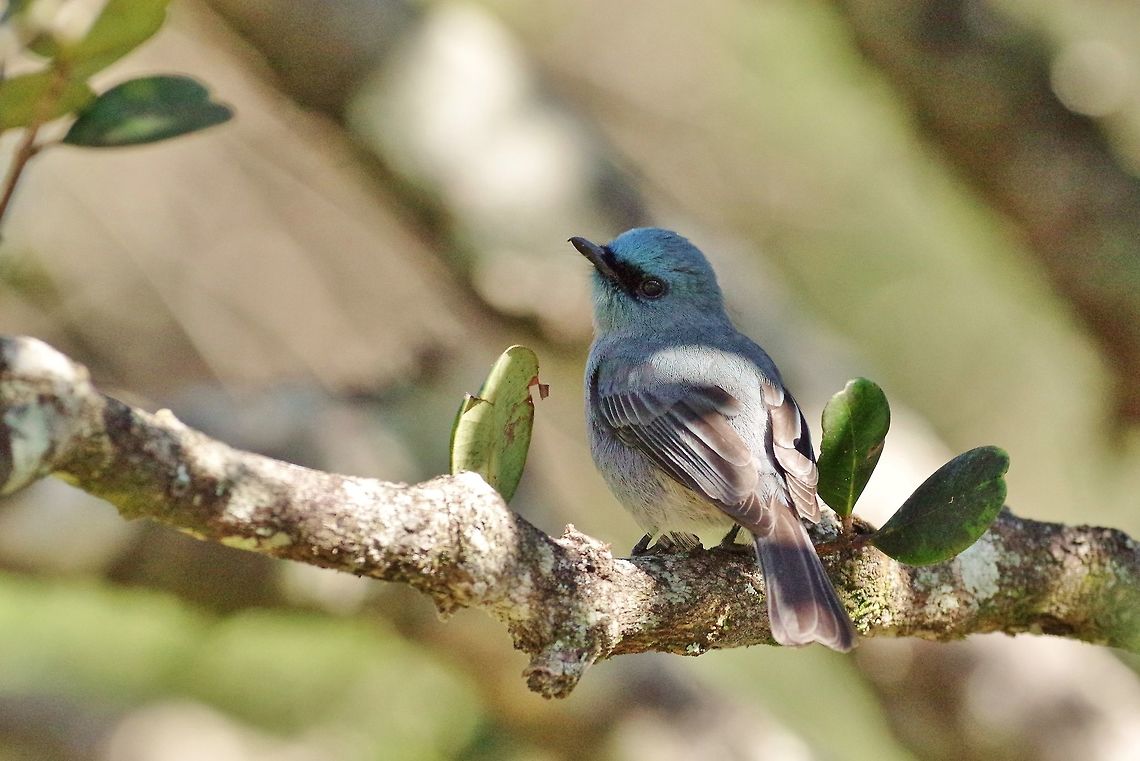 Dull-blue flycatcher (Eumyias sordida) Hakgala Botanical Gardens, Sri Lanka. Jan 20, 2015. Dull-blue flycatcher,Eumyias sordida,Geotagged,Sri Lanka,Winter