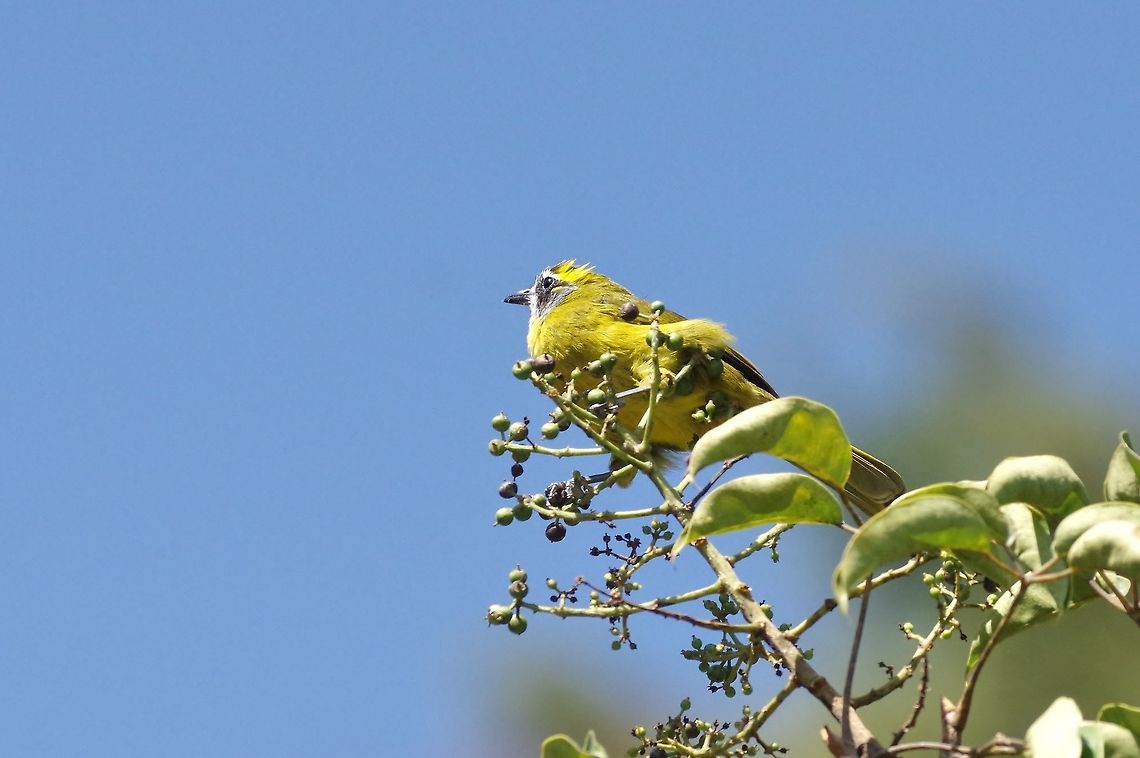 Yellow-eared bulbul (Pycnonotus penicillatus) Hakgala Botanical Gardens, Sri Lanka. Jan 20, 2015. Geotagged,Pycnonotus penicillatus,Sri Lanka,Winter,Yellow-eared bulbul