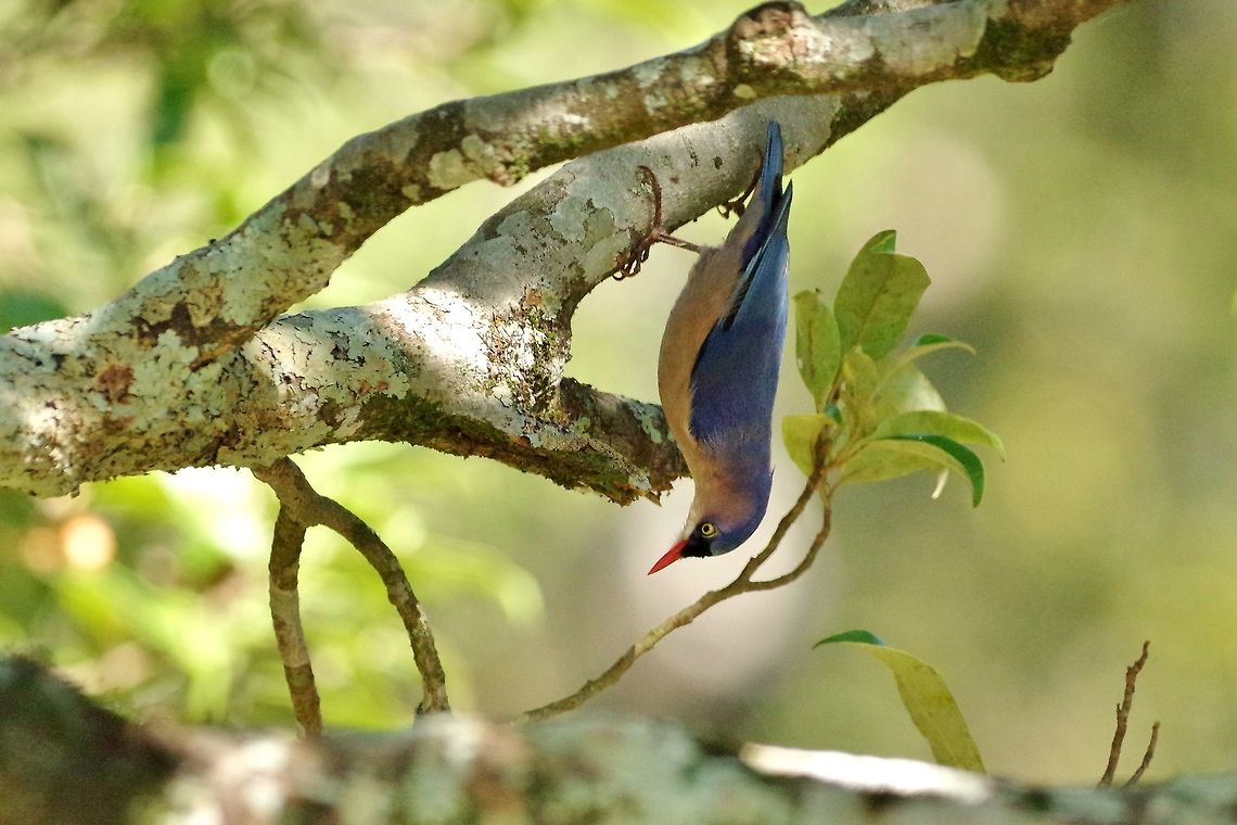 Velvet-fronted nuthatch (Sitta frontalis) Hakgala Botanical Gardens, Sri Lanka. Jan 20, 2015. Geotagged,Sitta frontalis,Sri Lanka,Velvet-fronted nuthatch,Winter