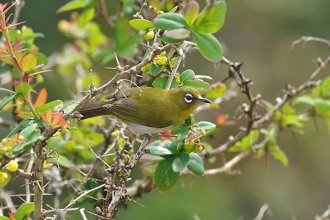 Sri Lankan white-eye (Zosterops ceylonensis) Horton plains national park, Sri Lanka. Jun 20, 2015. Geotagged,Sri Lanka,Sri Lankan white-eye,Winter,Zosterops ceylonensis