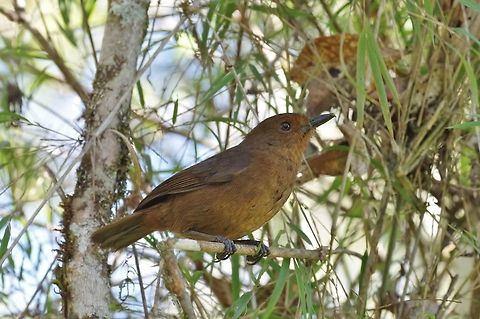Sri Lanka whistling thrush (Myophonus blighi) female Horton Plains NP, Sri Lanka. Jan 21, 2015. Geotagged,Myophonus blighi,Sri Lanka,Sri Lanka whistling thrush,Winter