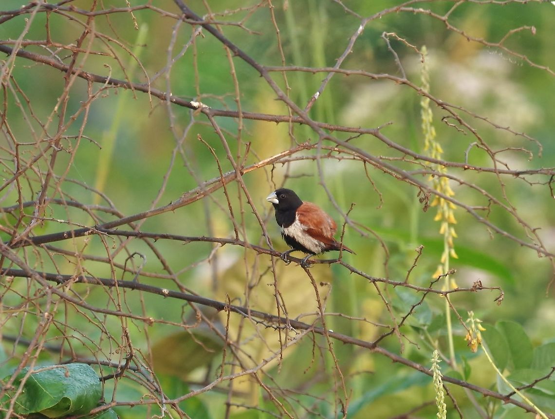 Tricoloured munia (Lonchura malacca) Udawalawe NP, Sri Lanka. Jan 22, 2015. Geotagged,Lonchura malacca,Sri Lanka,Tricoloured munia,Winter