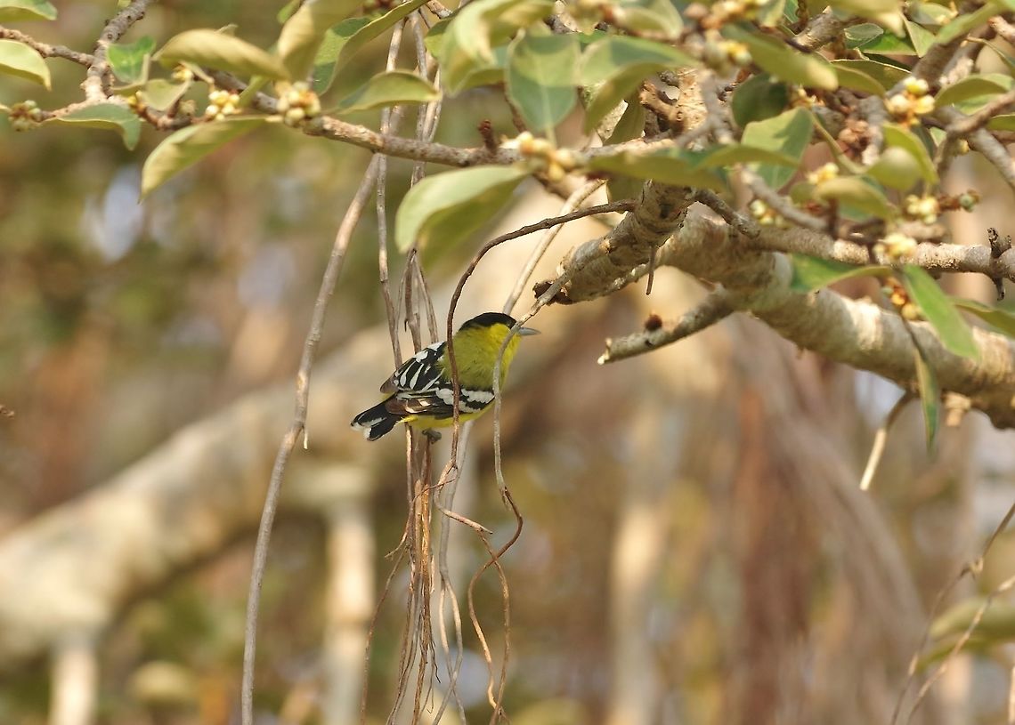 Marshall's iora (Aegithina nigrolutea) Udawalawe NP, Sri Lanka. Jan 22, 2015. Aegithina nigrolutea,Geotagged,Marshalls iora,Sri Lanka,Winter