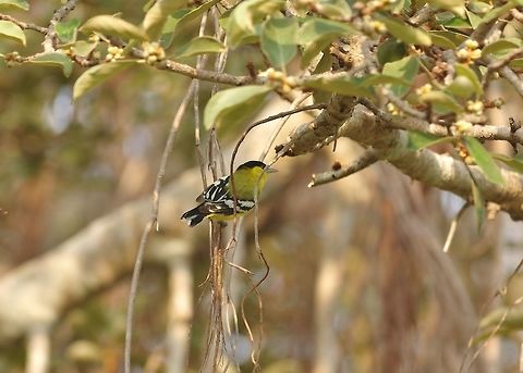 Marshall's iora (Aegithina nigrolutea) Udawalawe NP, Sri Lanka. Jan 22, 2015. Aegithina nigrolutea,Geotagged,Marshalls iora,Sri Lanka,Winter