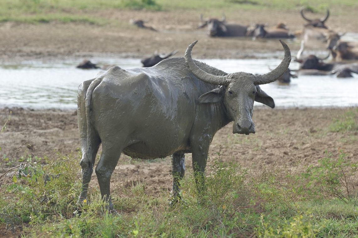 Water buffalo taking a mud bath. Udawalawe NP, Sri Lanka. Jan 22, 2015. Bubalus bubalis,Geotagged,Sri Lanka,Water buffalo,Winter