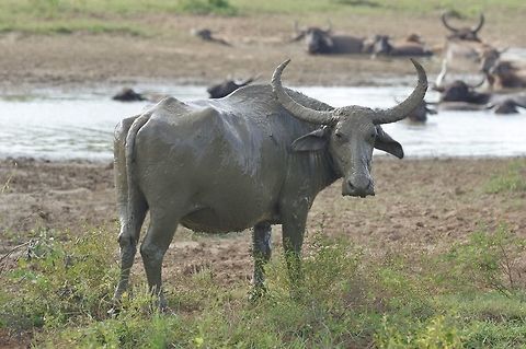 Water buffalo taking a mud bath. Udawalawe NP, Sri Lanka. Jan 22, 2015. Bubalus bubalis,Geotagged,Sri Lanka,Water buffalo,Winter