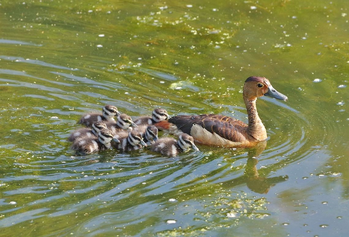 Lesser Whistling Duck (Dendrocygna javanica) family Udawalawe NP, Sri Lanka. Jan 23, 2015. Dendrocygna javanica,Geotagged,Lesser Whistling Duck,Sri Lanka,Winter