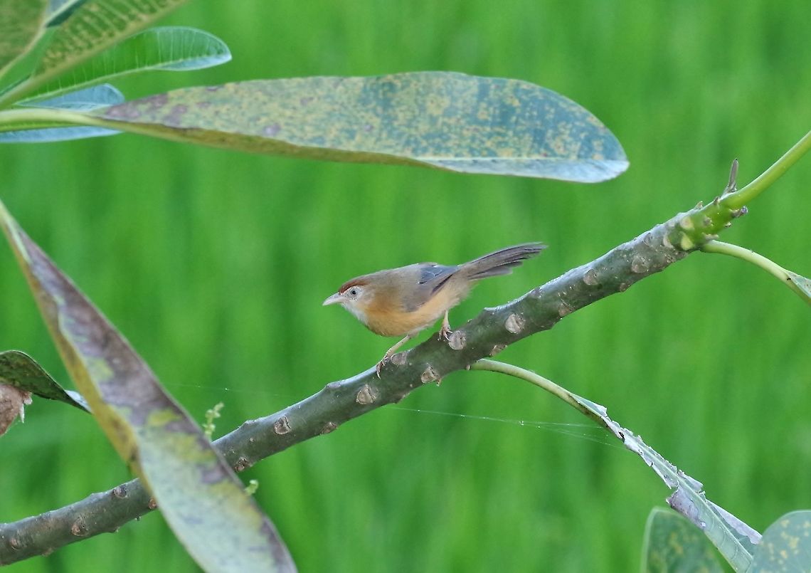Tawny-bellied babbler (Dumetia hyperythra) Udawalawe, Sri Lanka. Jan 24, 2015. Dumetia hyperythra,Geotagged,Sri Lanka,Tawny-bellied babbler,Winter