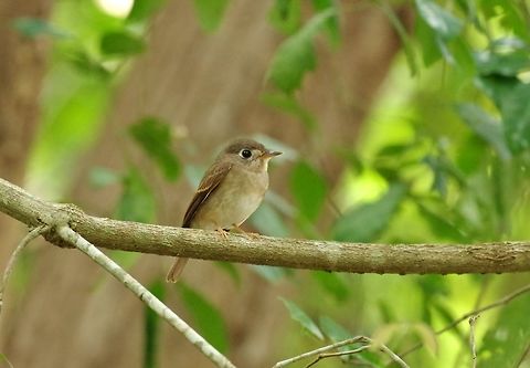 Brown-breasted flycatcher (Muscicapa muttui) Yala NP, Sri Lanka. Jan 25, 2015. Brown-breasted flycatcher,Geotagged,Muscicapa muttui,Sri Lanka,Winter