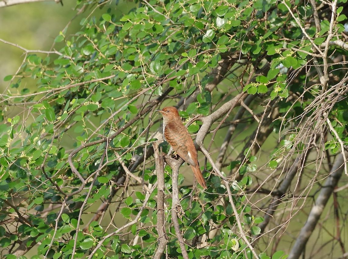 Lesser cuckoo (Cuculus poliocephalus) hepatic female Yala NP, Sri Lanka. Jan 25, 2015. Cuculus poliocephalus,Geotagged,Lesser cuckoo,Sri Lanka,Winter
