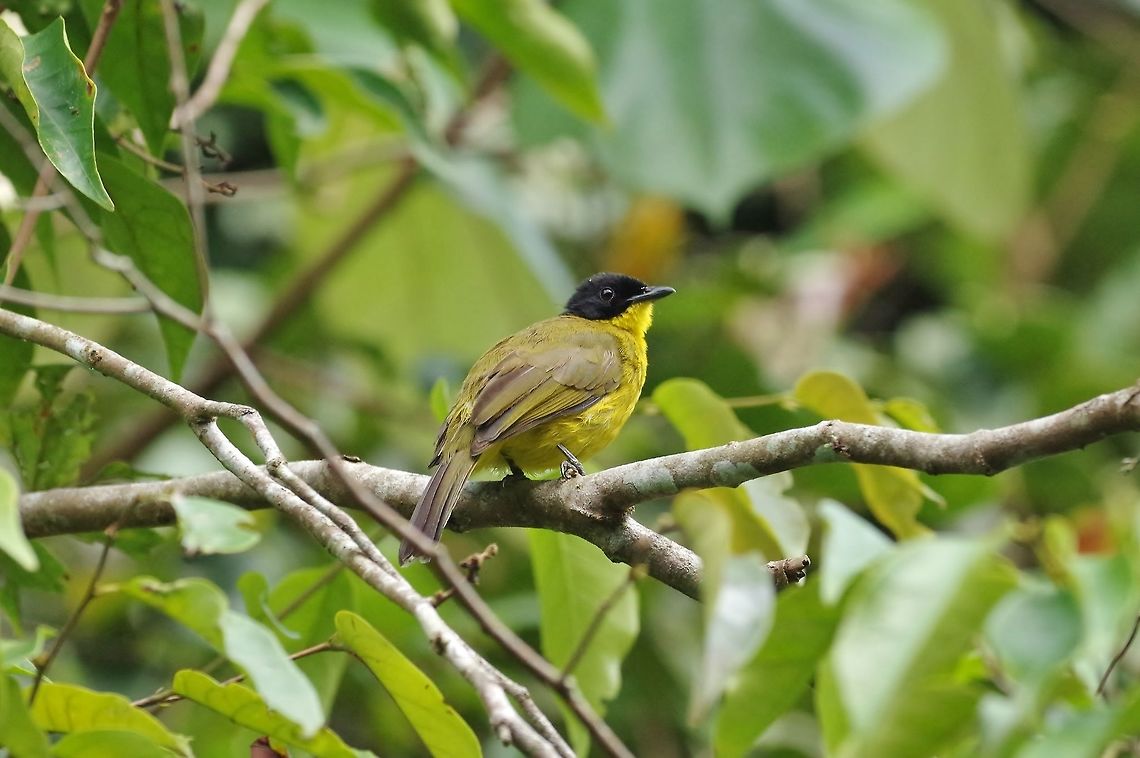 Black-capped bulbul (Pycnonotus melanicterus) Sinharaja Forest Reserve, Sri Lanka. Jan 27, 2015. Black-capped bulbul,Geotagged,Pycnonotus melanicterus,Sri Lanka,Winter