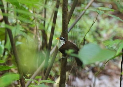 Sri Lanka scimitar babbler (Pomatorhinus melanurus) Sinharaja Forest Reserve, Sri Lanka. Jan 28, 2015. Geotagged,Pomatorhinus melanurus,Sri Lanka,Sri Lanka scimitar babbler,Winter
