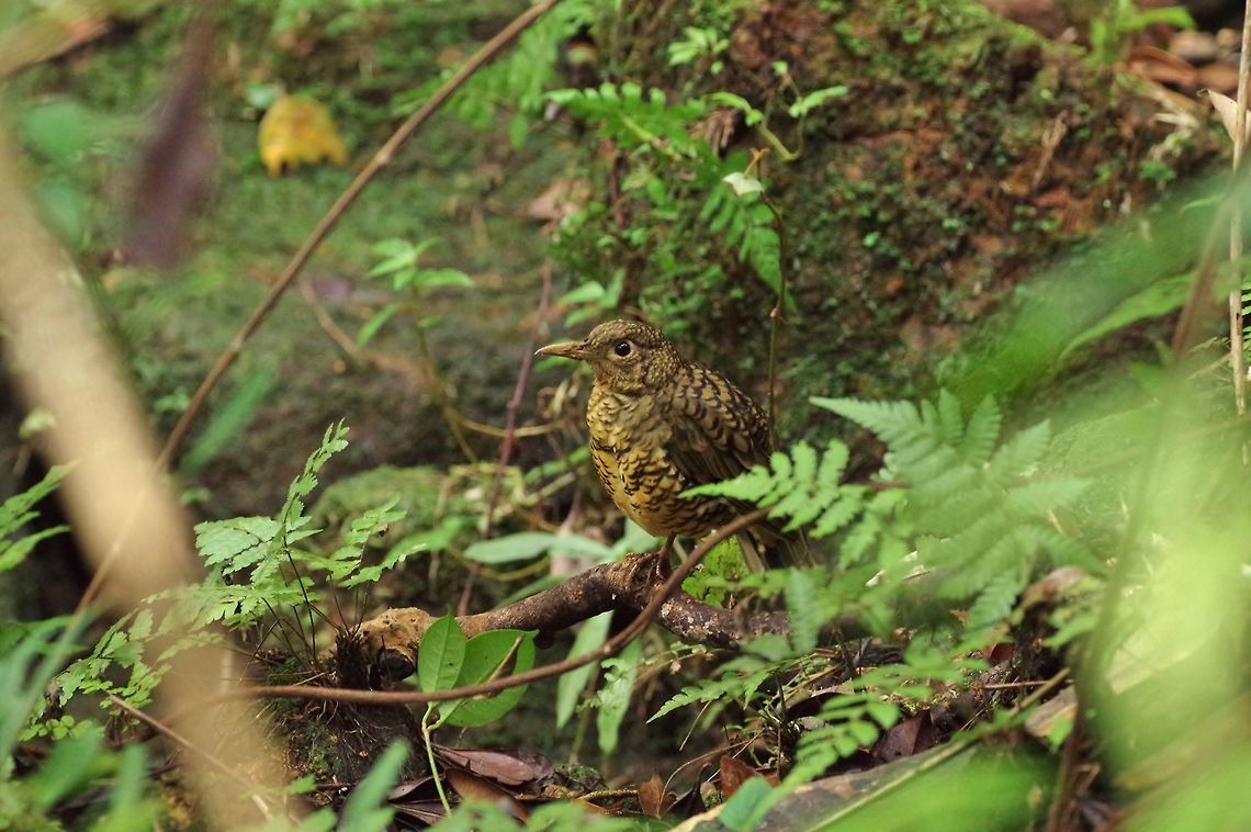 Sri Lanka thrush (Zoothera imbricata) Sinharaja Forest Reserve, Sri Lanka. Jan 27, 2015. Geotagged,Sri Lanka,Sri Lanka thrush,Winter,Zoothera imbricata