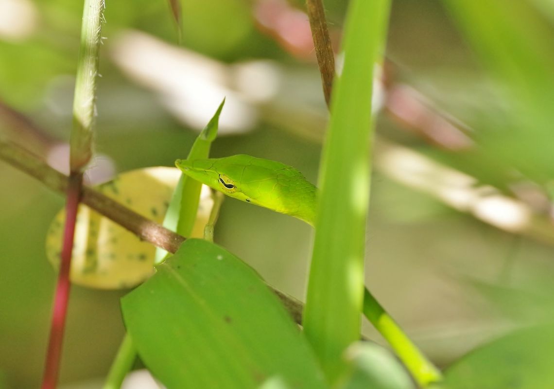 Green vine snake (Ahaetulla nasuta) Sinharaja Forest Reserve, Sri Lanka. Jan 28, 2015. Ahaetulla nasuta,Geotagged,Green vine snake or Long-nosed whip snake,Sri Lanka,Winter