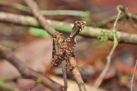 Sri Lankan Kangaroo Lizard (Otocryptis wiegmanni) Sinharaja Forest Reserve, Sri Lanka. Jan 28, 2015. Geotagged,Otocryptis weigmannii,Sri Lanka,Sri Lankan Kangaroo Lizard,Winter
