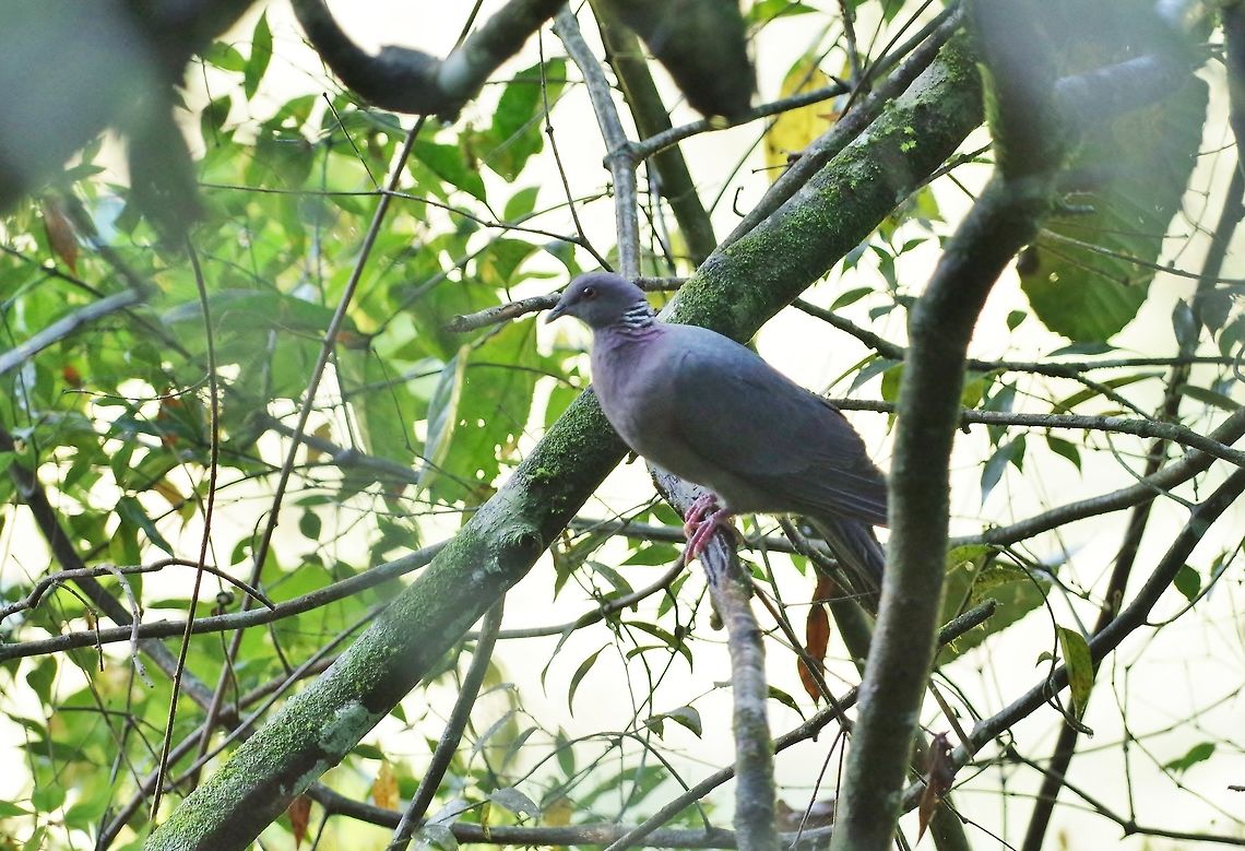 Sri Lanka wood pigeon (Columba torringtoniae) Sinharaja Forest Reserve, Sri Lanka. Jan 29, 2015. Columba torringtoniae,Geotagged,Sri Lanka,Sri Lanka wood pigeon,Winter