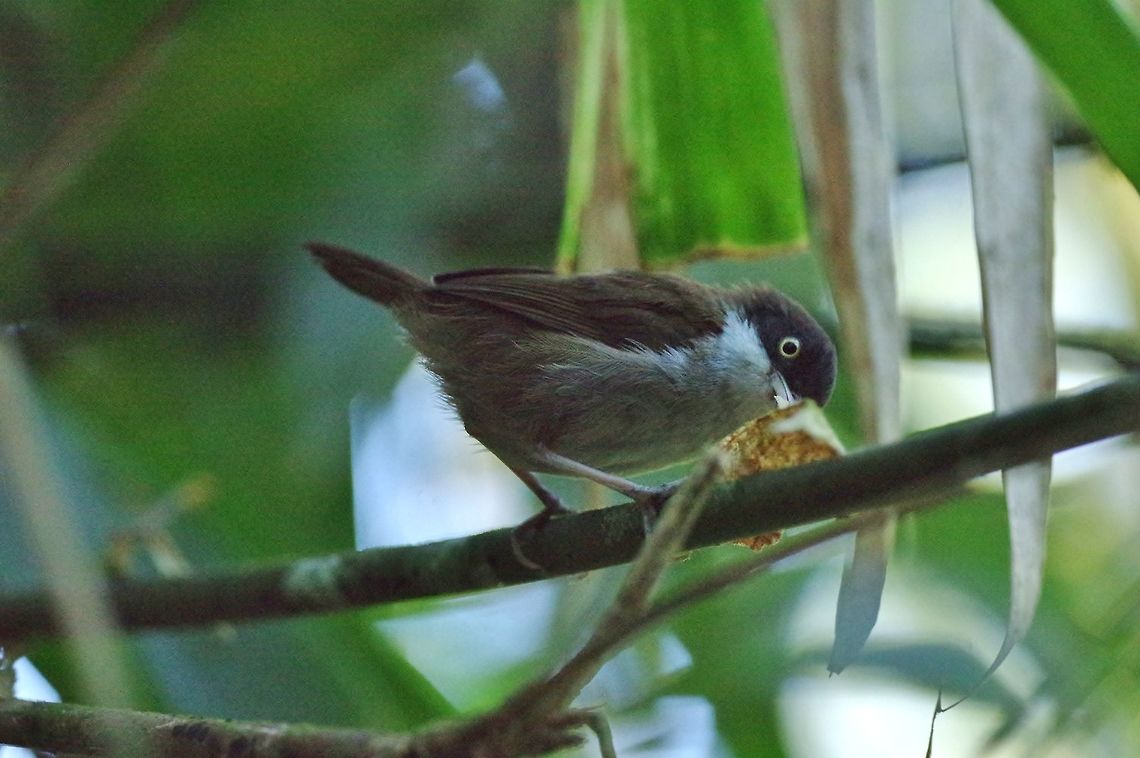 Dark-fronted babbler (Rhopocichla atriceps) Sinharaja Forest Reserve, Sri Lanka. Jan 29, 2015. Dark-fronted babbler,Geotagged,Rhopocichla atriceps,Sri Lanka,Winter