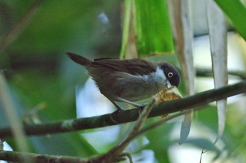 Dark-fronted babbler (Rhopocichla atriceps) Sinharaja Forest Reserve, Sri Lanka. Jan 29, 2015. Dark-fronted babbler,Geotagged,Rhopocichla atriceps,Sri Lanka,Winter