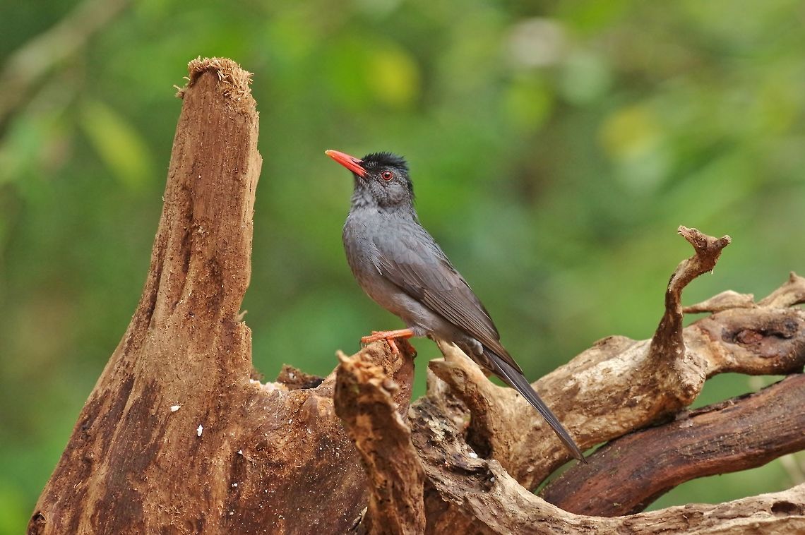 Square-tailed bulbul (Hypsipetes ganeesa) Sinharaja Forest Reserve, Sri Lanka. Jan 29, 2015. Geotagged,Hypsipetes ganeesa,Square-tailed bulbul,Sri Lanka,Winter