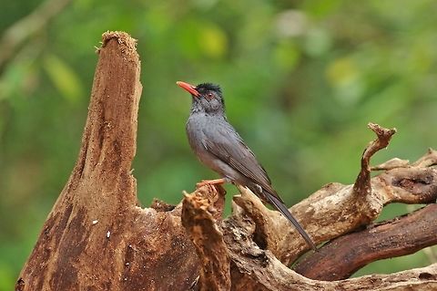 Square-tailed bulbul (Hypsipetes ganeesa) Sinharaja Forest Reserve, Sri Lanka. Jan 29, 2015. Geotagged,Hypsipetes ganeesa,Square-tailed bulbul,Sri Lanka,Winter
