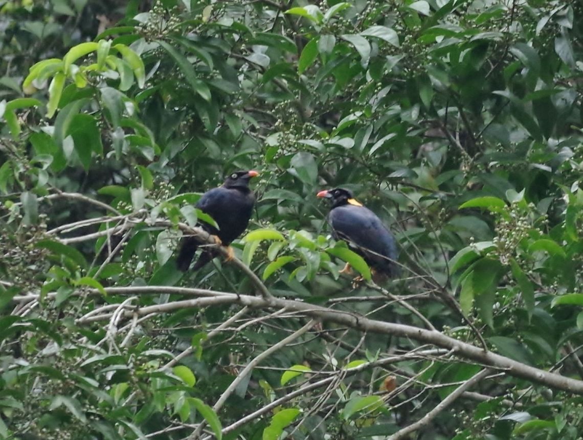 Sri Lanka hill myna (Gracula ptilogenys) Sinharaja Forest Reserve, Sri Lanka. Jan 29, 2015. Geotagged,Gracula ptilogenys,Sri Lanka,Sri Lanka hill myna,Winter