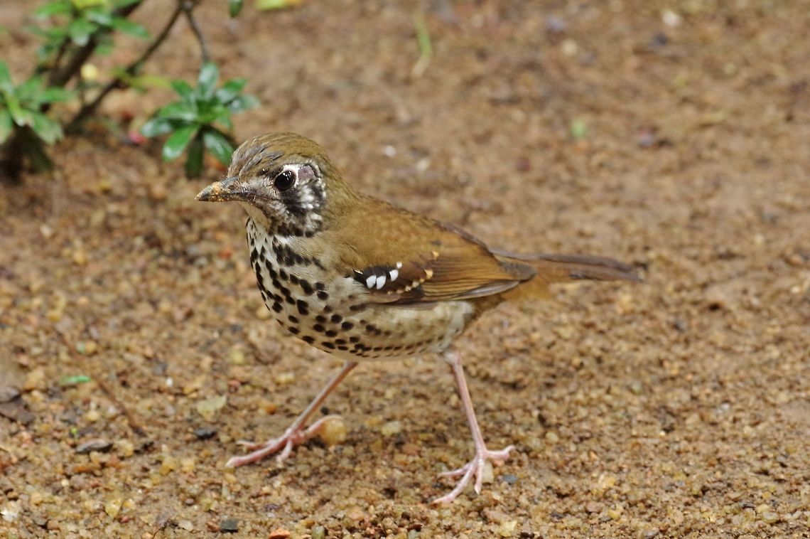 Spot-winged thrush (Geokichla spiloptera) Sinharaja Forest Reserve, Sri Lanka. Jan 29, 2015. Geokichla spiloptera,Geotagged,Spot-winged thrush,Sri Lanka,Winter