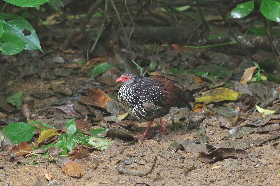 Sri Lanka spurfowl (Galloperdix bicalcarata) Sinharaja Forest Reserve, Sri Lanka. Jan 29, 2015. Galloperdix bicalcarata,Geotagged,Sri Lanka,Sri Lanka spurfowl,Winter