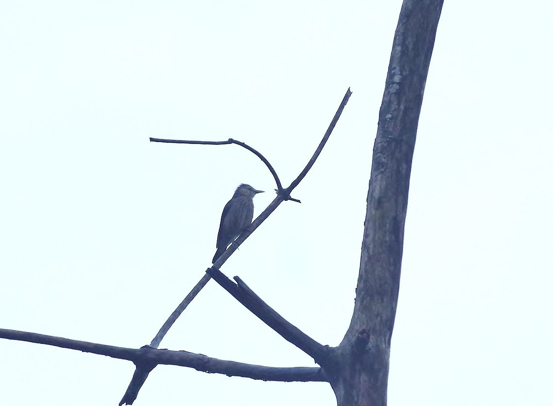 White-faced starling (Sturnornis albofrontatus) Sinharaja Forest Reserve, Sri Lanka. Jan 30, 2015. Geotagged,Sri Lanka,Sturnornis albofrontatus,White-faced starling,Winter