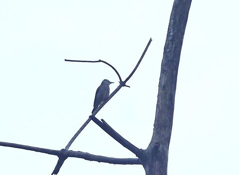 White-faced starling (Sturnornis albofrontatus) Sinharaja Forest Reserve, Sri Lanka. Jan 30, 2015. Geotagged,Sri Lanka,Sturnornis albofrontatus,White-faced starling,Winter