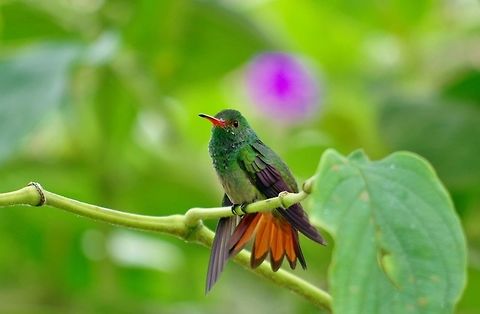 Rufous-tailed Hummingbird (Amazilia tzacatl) Ot&uacute;n Quimbaya, Colombia.   Amazilia tzacatl,Rufous-tailed Hummingbird