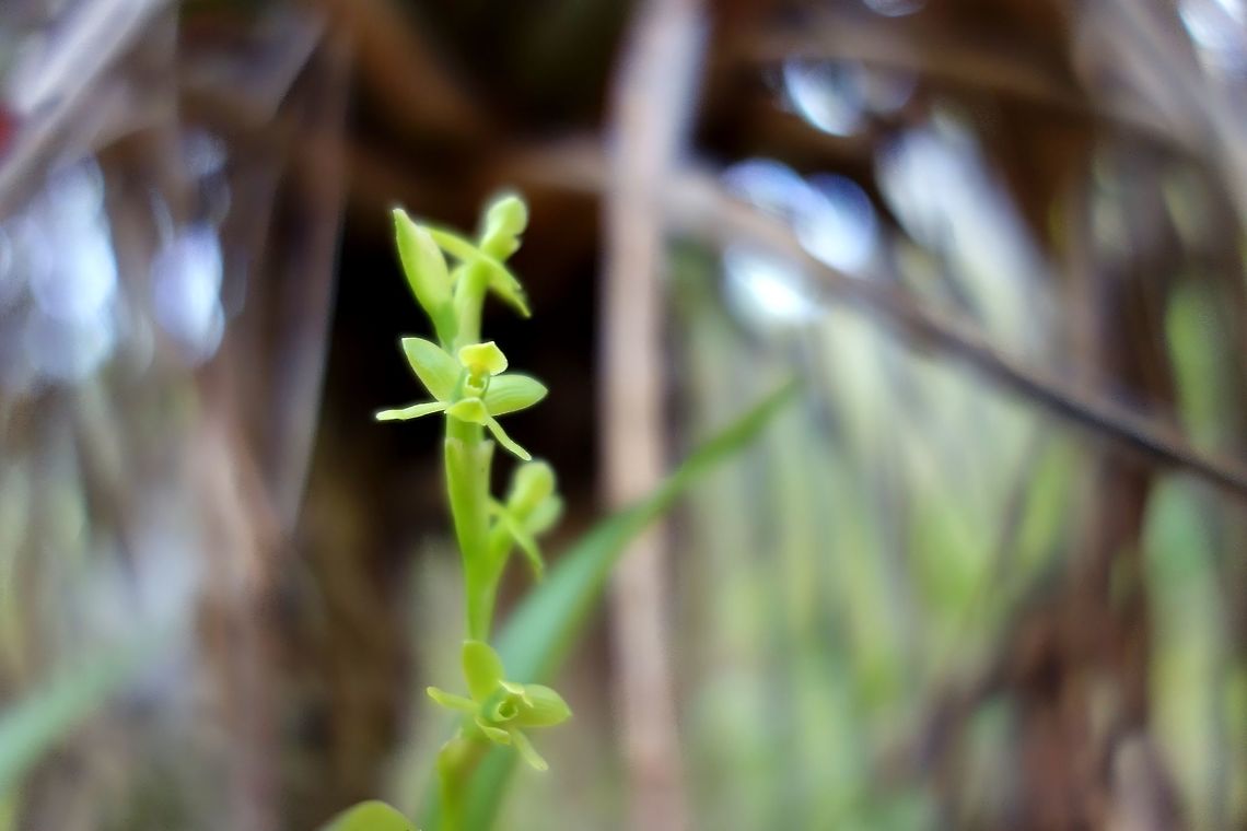 Epidendrum rigidum (Orchidaceae) Soroa, Cuba. Dec 26, 2012. Cuba,Epidendrum rigidum,Geotagged,Winter