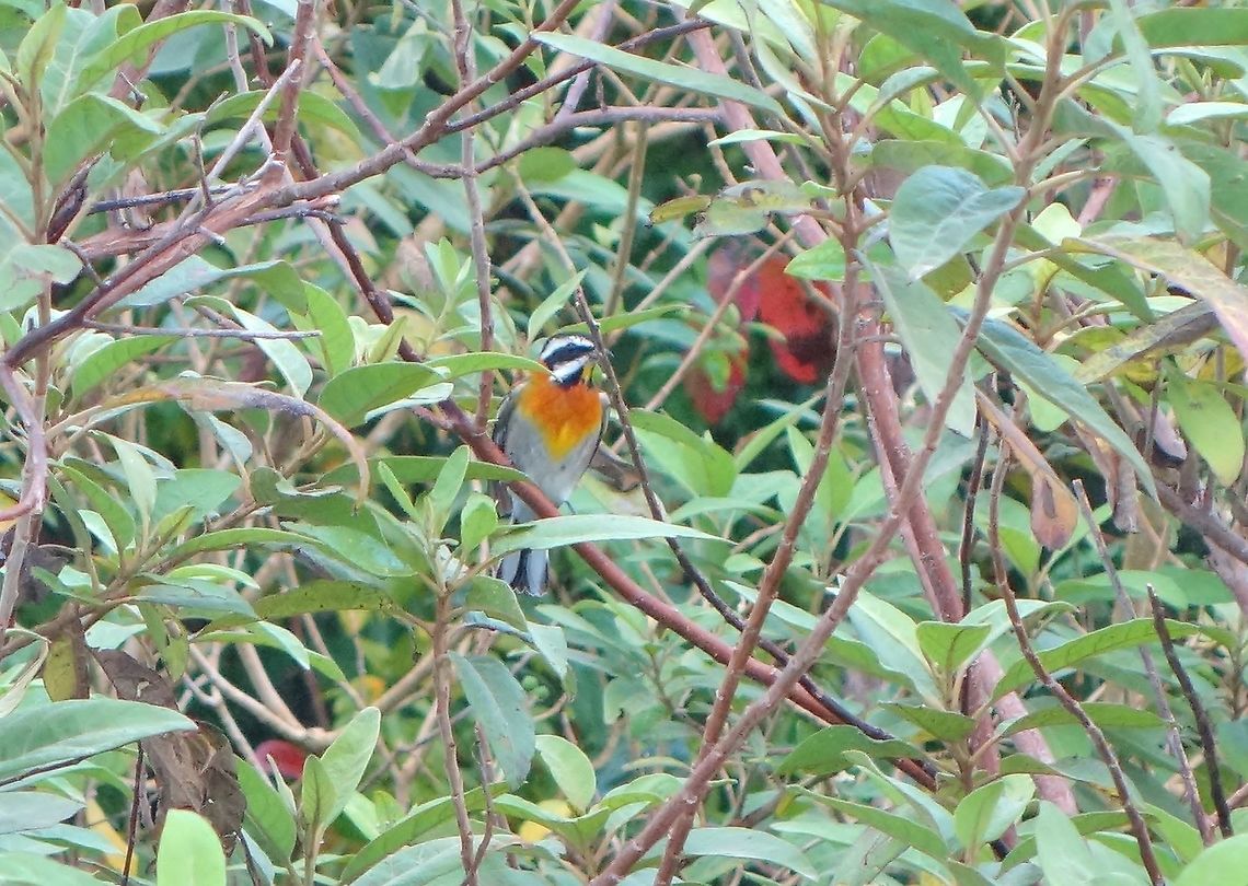 Western spindalis (Spindalis zena) Maria la Gorda, Cuba. Dec 28, 2012. Cuba,Geotagged,Spindalis zena,Western spindalis,Winter