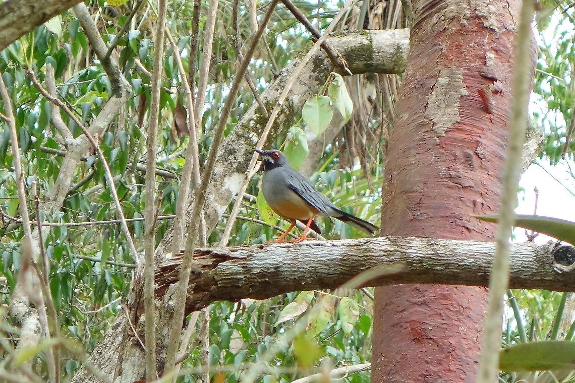 Red-legged thrush (Turdus plumbeus) Parque de Vi&ntilde;ales, Cuba. Dec 26, 2015. Cuba,Geotagged,Red-legged thrush,Turdus plumbeus,Winter