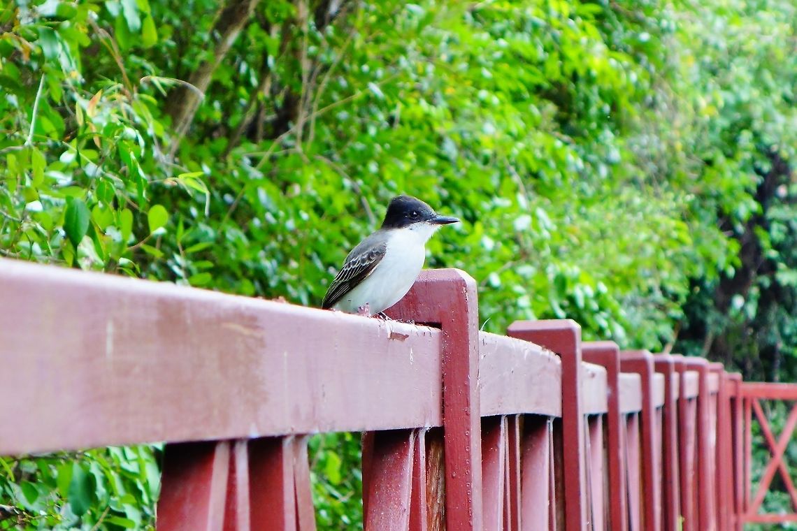 Loggerhead kingbird (Tyrannus caudifasciatus) Maria la Gorda, Cuba. Dec 27, 2015. Cuba,Geotagged,Loggerhead kingbird,Tyrannus caudifasciatus,Winter