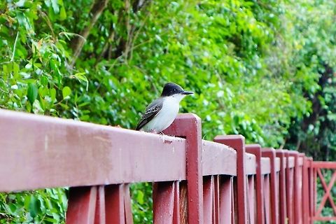 Loggerhead kingbird (Tyrannus caudifasciatus) Maria la Gorda, Cuba. Dec 27, 2015. Cuba,Geotagged,Loggerhead kingbird,Tyrannus caudifasciatus,Winter