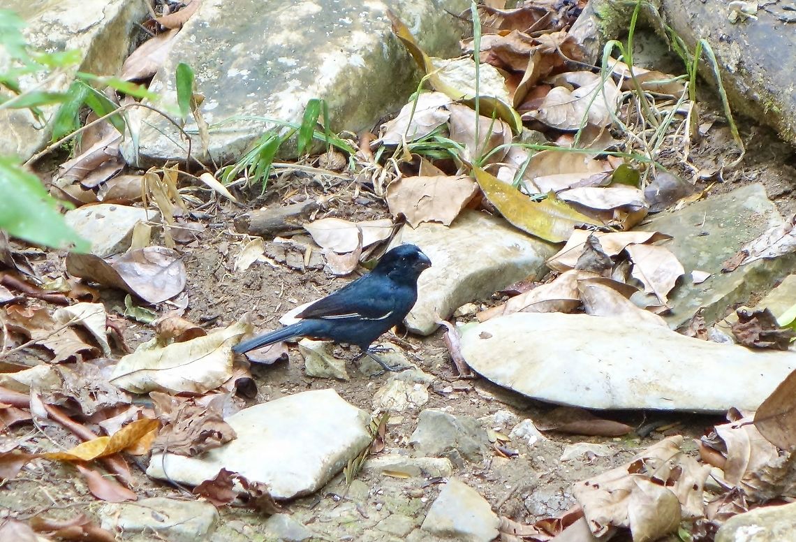 Cuban bullfinch (Melopyrrha nigra) Parque de Vi&ntilde;ales, Cuba. Dec 26, 2012. Cuba,Cuban bullfinch,Geotagged,Melopyrrha nigra,Winter