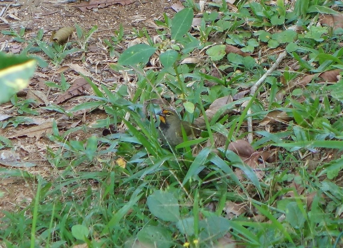 Yellow-faced grassquit (Tiaris olivaceus) Soroa, Cuba. Jan 3, 2013 Cuba,Geotagged,Tiaris olivaceus,Winter,Yellow-faced grassquit