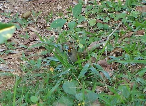 Yellow-faced grassquit (Tiaris olivaceus) Soroa, Cuba. Jan 3, 2013 Cuba,Geotagged,Tiaris olivaceus,Winter,Yellow-faced grassquit