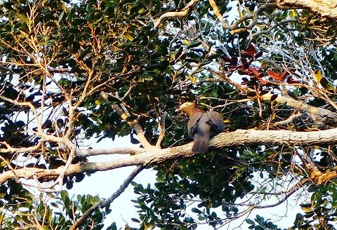 White-crowned pigeon (Patagioenas leucocephala) Maria la Gorda, Cuba. Dec 30, 2012. Cuba,Geotagged,Patagioenas leucocephala,White-crowned pigeon,Winter