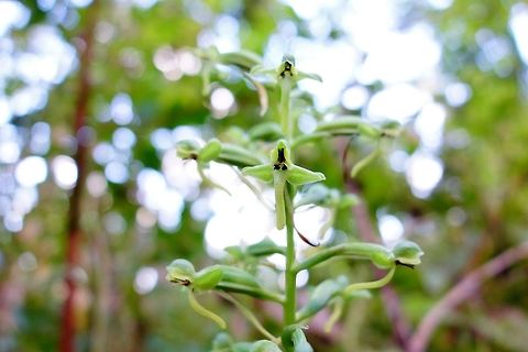 Habenaria floribunda (Orchidaceae) Soroa, Cuba. Jan 2, 2013. Cuba,Geotagged,Habenaria floribunda,Winter