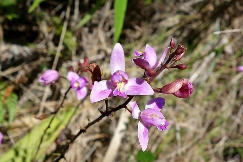Bletia florida (Orchidaceae) Soroa, Cuba. Jan 3, 2013. Bletia florida,Cuba,Geotagged,Microcycas calocoma,Winter