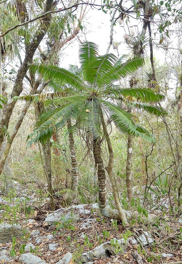 Microcycas calocoma (Zamiaceae) Parque de Vi&ntilde;ales, Cuba. Dec 26, 2015. Cuba,Geotagged,Microcycas calocoma,Winter