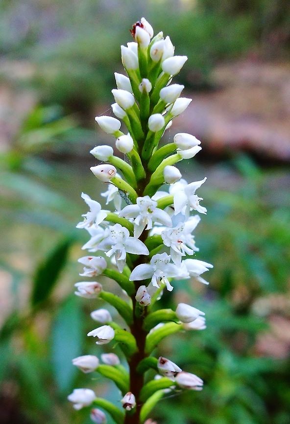 Cranichis muscosa (Orchidaceae) Soroa, Cuba. Jan 2, 2013. Cranichis muscosa,Cuba,Geotagged,Winter,helmet orchid